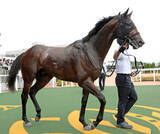 「【注目馬動向・３歳】パイロマンサーはＵＡＥダービー直行へ　エイシンディードはファルコンＳを視野」の画像1