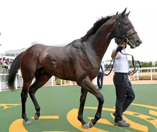 【注目馬動向・３歳】パイロマンサーはＵＡＥダービー直行へ　エイシンディードはファルコンＳを視野
