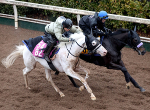 【クイーンＣ】抽選突破を願う白毛のマルガ　陣営「前回のお勉強が生きてくれればいいね」