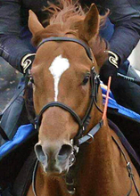 【東海Ｓ・１週前】重賞初挑戦のトリリオンボーイは併せ馬遅れも自己ベスト更新　武井調教師「状態はいつもと一緒です」