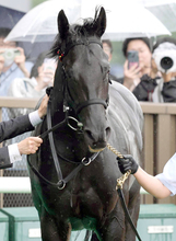 【３０日の注目・新潟７Ｒ】Ｇ１・４勝馬クロワデュノールの全弟チャリングクロスが３勝クラスに登場