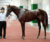 「【中山６Ｒ・３歳１勝クラス】伏兵ストロングエースが差し切りＶ　秋山稔樹騎手「このクラスは勝てると思っていた」」の画像1