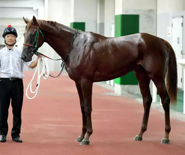 【中山６Ｒ・３歳１勝クラス】伏兵ストロングエースが差し切りＶ　秋山稔樹騎手「このクラスは勝てると思っていた」