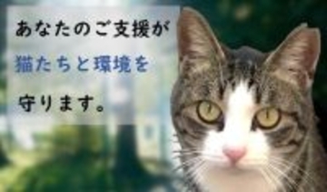 豊中市がのら猫の避妊・去勢手術を支援　ＴＮＲ活動を支えるクラウドファンディングを５月１日から開始