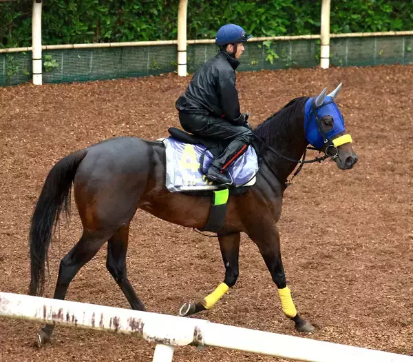 【宝塚記念】キタサンブラック半弟のシュガークンは坂路を２本キャンター　清水久調教師「使った分の上積みはあります」