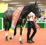 「【注目馬動向】先週の中京記念Ｖのラヴァンダは連覇のかかるアイルランドＴへ」の画像1