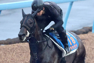 【オールカマー】コスモキュランダは見せ場もなく１１着大敗　横山武史騎手「こんな馬じゃないんですけど…」