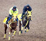 「【フェブラリーＳ・１週前】ウィルソンテソーロは遅れも心配なし　高木調教師「前回と同じくらい」」の画像1
