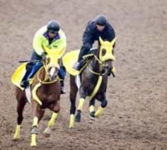 【フェブラリーＳ・１週前】ウィルソンテソーロは遅れも心配なし　高木調教師「前回と同じくらい」