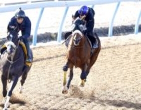【青葉賞】武井調教師「１着がほしい」　重賞連続４着タイダルロックは初の東京で変わり身十分