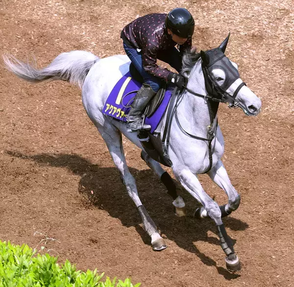 【天皇賞・春】騎手時代に牝馬のウオッカでダービー制覇　四位調教師がアクアヴァーナルで７３年ぶりの牝馬Ｖを目指す