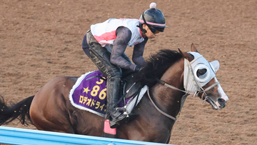 【注目馬動向】新潟記念２着のロデオドライブ　右前脚の繋靱帯脚部の炎症か　社台グループオーナーズが発表