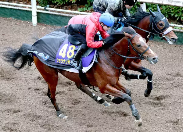【ホープフルＳ】札幌２歳Ｓ覇者ショウナンガルフは坂路で５４秒９も力強い伸び脚　須貝調教師は「最終調整だから予定通り」