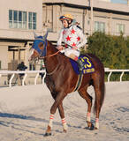 「【注目馬動向】東京大賞典で１番人気ながら２着惜敗のミッキーファイトは放牧へ　田中博調教師「敗因としては…」」の画像1