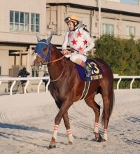 【注目馬動向】東京大賞典で１番人気ながら２着惜敗のミッキーファイトは放牧へ　田中博調教師「敗因としては…」