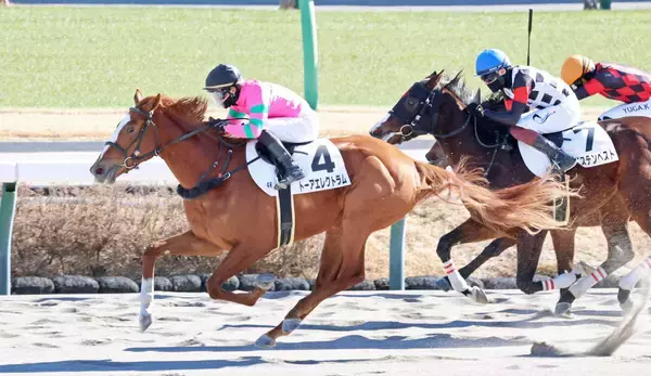 【中山４Ｒ・３歳新馬】９番人気のトーアエレクトラムが豪快差し切り　菅原明良騎手「これからまだまだ良くなる」
