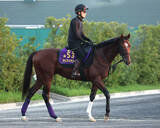 「【注目馬動向】２４年に朝日杯ＦＳ制覇　アドマイヤズームは読売マイラーズＣで復帰へ　Ｇ１勝ちの舞台で復活目指す」の画像1