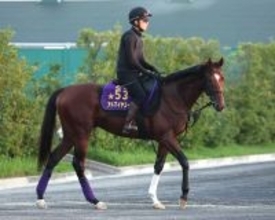 【注目馬動向】２４年に朝日杯ＦＳ制覇　アドマイヤズームは読売マイラーズＣで復帰へ　Ｇ１勝ちの舞台で復活目指す