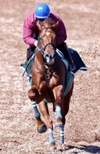 【青葉賞】厩舎開業２５年目で初のダービー出走へ「左回りの方がいい」と本間調教師も期待　ラストスマイルが虎視たんたん