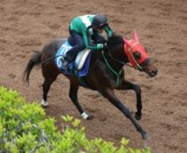 【注目馬動向・古馬】マイネルチケットはパラダイスＳ　高松宮記念５着のレイピアは横山武史騎手と函館ＳＳへ