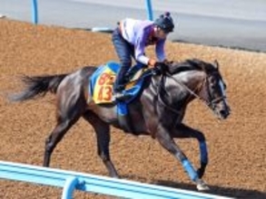【新潟大賞典】アンゴラブラックは牝馬と感じさせないド迫力の動き　尾関調教師が挙げたカギは「普通なら舞台は向いている...」