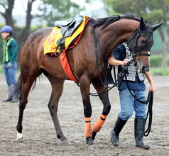【オールカマー】エセルフリーダは中山牝馬Ｓ勝利から６か月半ぶり実戦　武藤調教師「理想的な体重で出られそう」