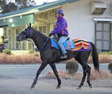 「【東京新聞杯】トロヴァトーレはスライド開催の影響なく坂路で落ち着いた動き　陣営「変わりなくきています」」の画像1