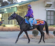 【東京新聞杯】トロヴァトーレはスライド開催の影響なく坂路で落ち着いた動き　陣営「変わりなくきています」