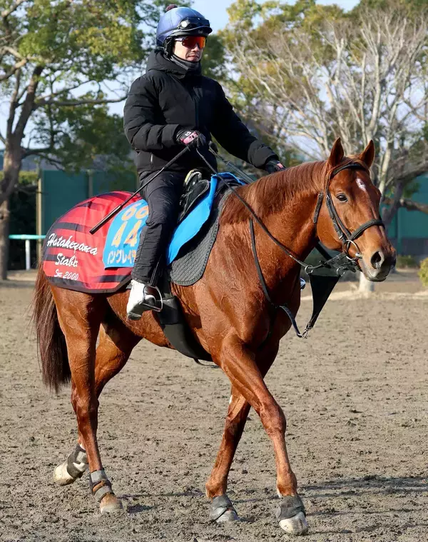 【オーシャンＳ】衰え知らずのウイングレイテスト　松岡正海騎手「もしかしたら今回の方がいい」