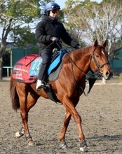【オーシャンＳ】衰え知らずのウイングレイテスト　松岡正海騎手「もしかしたら今回の方がいい」