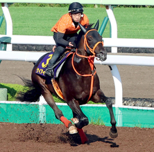 【函館記念】武豊騎手で臨むディープインパクト産駒ケイアイセナは元気いっぱい　陣営「良馬場でやりたいですね」