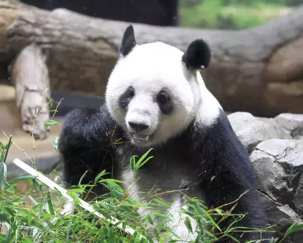 上野を旅立った双子パンダが中国の施設に無事到着「１７時間にわたる輸送を無事に終え職員一同安堵」