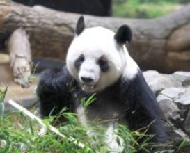 上野を旅立った双子パンダが中国の施設に無事到着「１７時間にわたる輸送を無事に終え職員一同安堵」