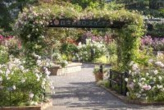 １０周年の四季の香ローズガーデンでバラの最盛期にフェスティバル