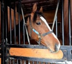 【川崎競馬新馬戦】２Ｒで初陣を迎えるデレチョ　父の産駒は１４日現在２戦全勝　３Ｒには２歳一番時計のブラフキャッチがデビュー