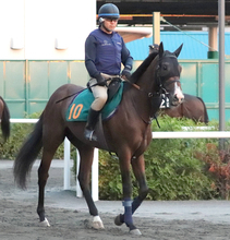 【札幌２歳Ｓ】今春に新規開業の平岩調教師がデザートスピリットで重賞初挑戦へ　「丁寧に仕事をしていくだけです」