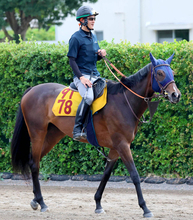 【注目馬動向】チャレンジＣ４着のマリアイリダータはエリザベス女王杯か福島記念へ　サンデーサラブレッドクラブ発表