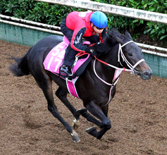 【ファンタジーＳ・金曜気配】ブライトスクリプトは雨馬場でも松下調教師「馬格があるから、大丈夫だと思います」
