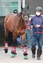 【シルクロードＳ】武英調教師が深い絆でつながる鞍上に重賞連勝を託すエーティーマクフィ「力は出せる状態です」