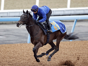 【中山記念】サイルーンは軽快な動きで状態の良さをアピール　堀調教師「活気は十分で体の張りもいい」