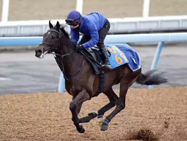 【中山記念】サイルーンは軽快な動きで状態の良さをアピール　堀調教師「活気は十分で体の張りもいい」