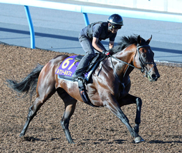 【安田記念】芝初挑戦のルクソールカフェは坂路で調整　堀調教師「遠征の疲れはなく、いい状態です」