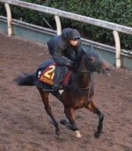 【阪神ＪＦ】マーゴットラヴミーは８着で連勝ストップ　武豊騎手は３１年ぶりＶならず