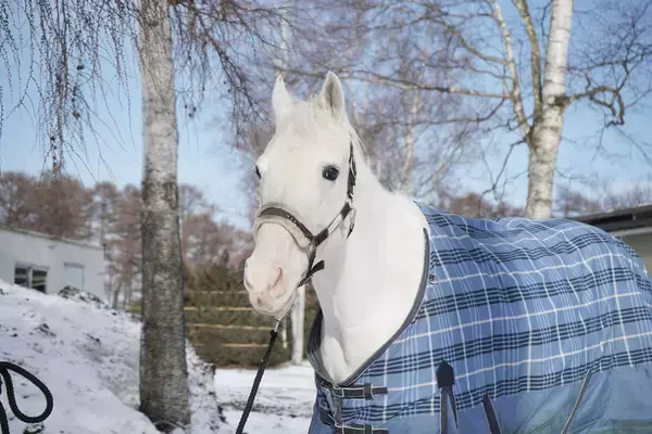 【引退・ハヤヤッコ】白毛のアイドルは変わらぬ人気　右脚もずいぶん回復　年明けにはふれあいイベントに参加