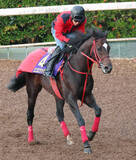 「【中山記念】昨年鼻差２着のエコロヴァルツが今年も好気配　陣営「ゼッケンに名前をつけてあげたいですね」」の画像1