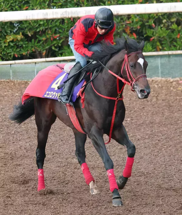 【中山記念】昨年鼻差２着のエコロヴァルツが今年も好気配　陣営「ゼッケンに名前をつけてあげたいですね」
