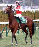 「【注目馬動向】札幌２歳Ｓ勝ち馬のショウナンガルフはダービー１本に照準　」の画像1