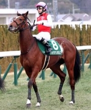 【注目馬動向】札幌２歳Ｓ勝ち馬のショウナンガルフはダービー１本に照準　