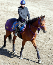 【アンタレスＳ】前走で連勝が止まったピカピカサンダー　重賞初挑戦で巻き返しに燃える　鹿戸調教師「改めて期待」