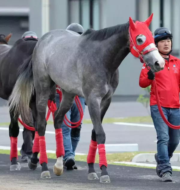 【ユニコーンＳ】国内復帰戦のサウジダービー５着馬ケイアイアギト　加藤征調教師「これくらいの距離の方が」